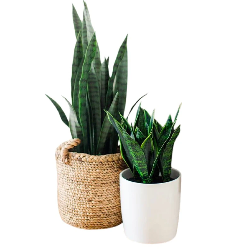 Planta Interior
