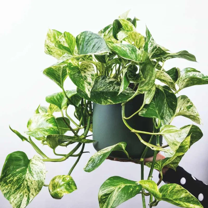 Pothos Colgante