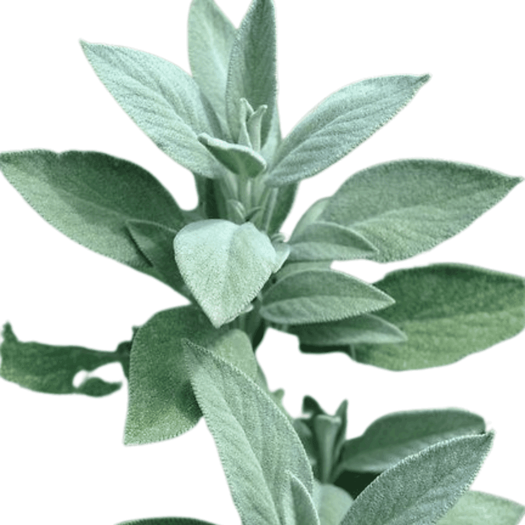 Salvia