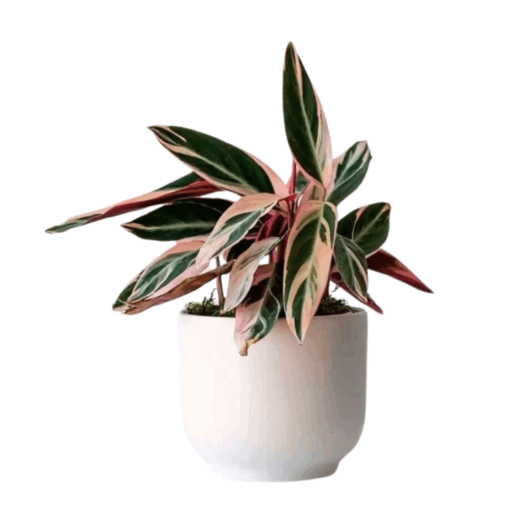 Stromanthe Triostar