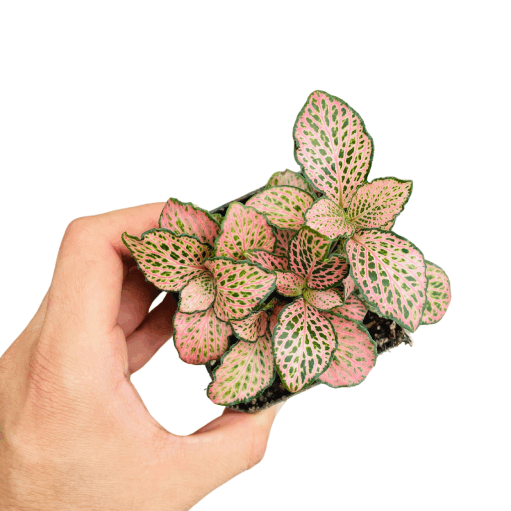 Fittonia sp Rosa
