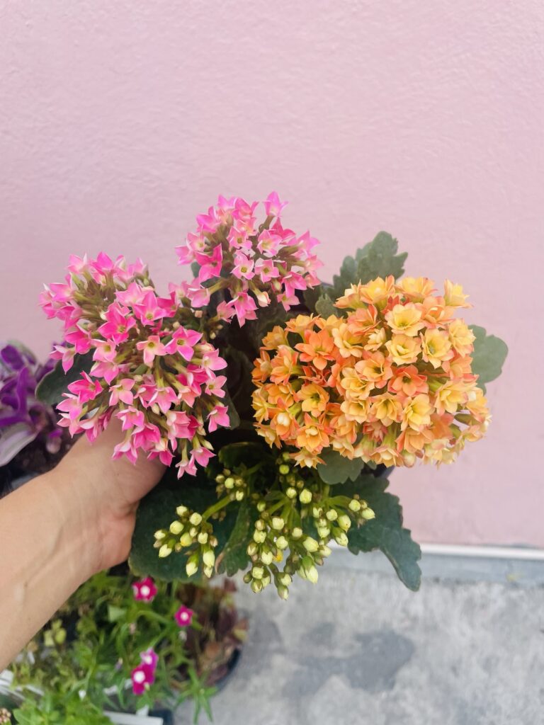 Kalanchoe