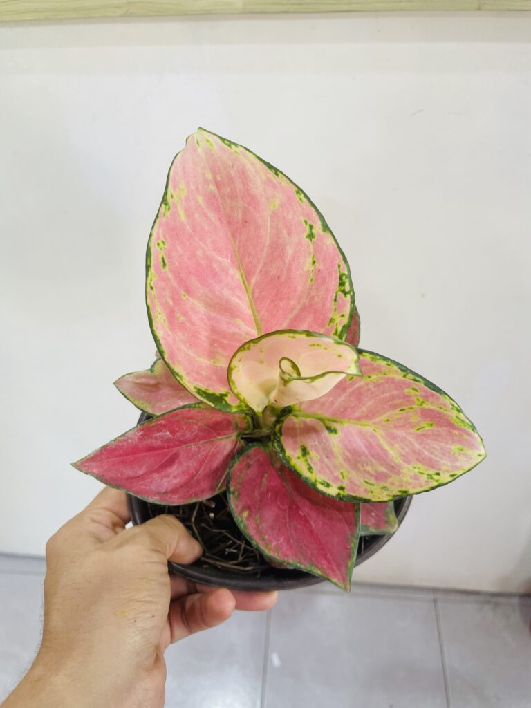 Aglaonema Pink Valentine